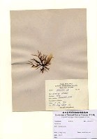 藏品(Sarcodia sp.)的圖片